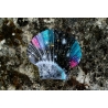 Suspension Galaxie Fuchsia