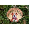 Bulldog tendre flemme