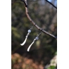 Boucles d'oreilles Aventurine bleue et ossements