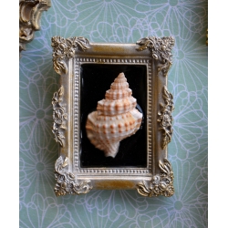 Miniature Cadre Curieux - Coquille baroque