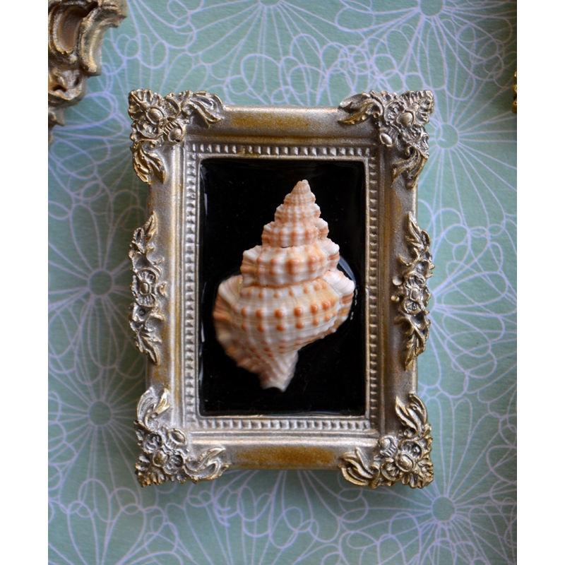 Miniature Cadre Curieux - Coquille baroque