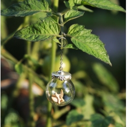 Vertèbre ornementale