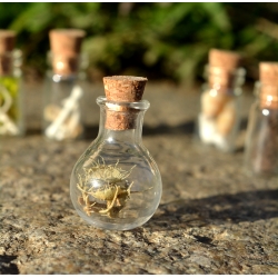 Ensemble de 5 mini fioles curieuses - Les farouches