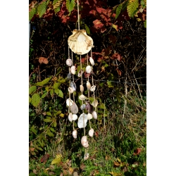 Carillon Aurea Pecten