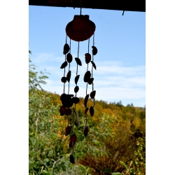 Carillon Aurea Pecten