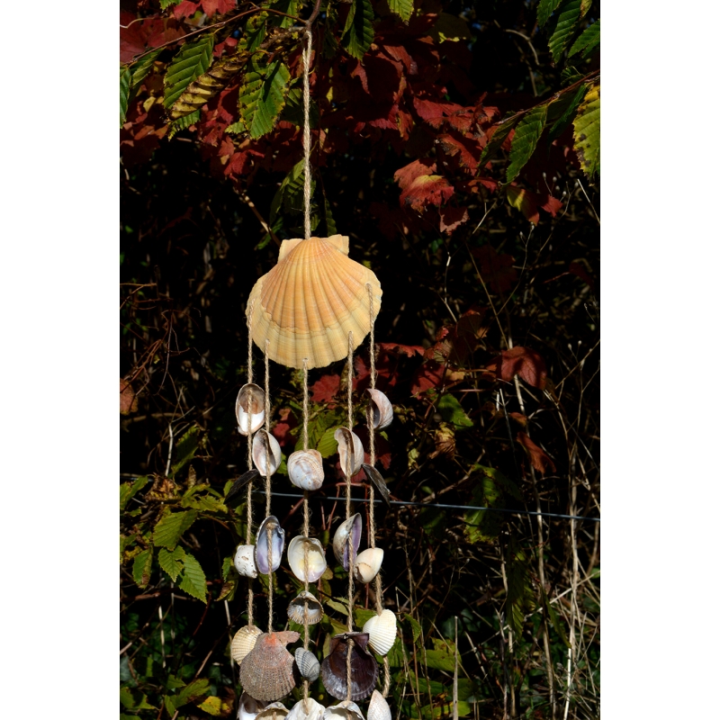 Carillon Aurea Pecten