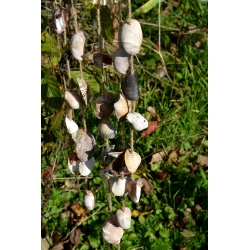 Carillon Aurea Pecten