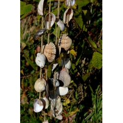 Carillon Aurea Pecten