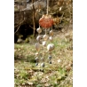 Carillon coquillages