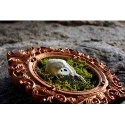 Cadre "Mémoire fragile"