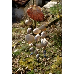 Carillon coquillages