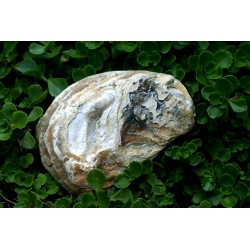 Coquille éclat des abysses