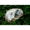 Coquille éclat des abysses