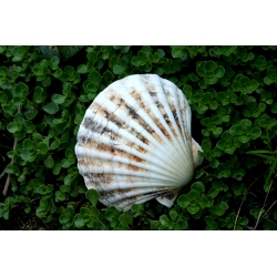 Coquille Jardin Sous-Marin