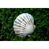 Coquille Jardin Sous-Marin